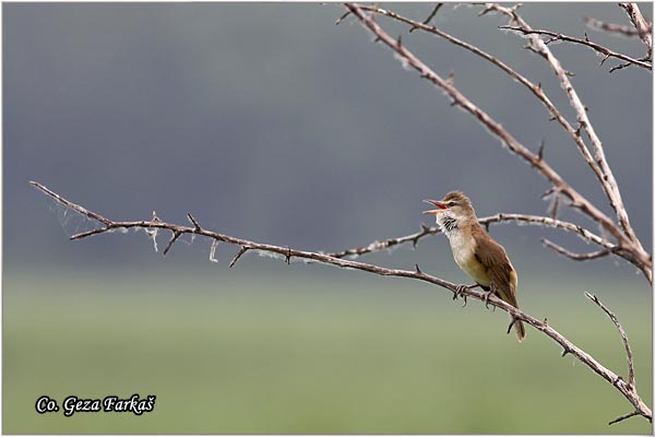 550_great_reed_warbler.jpg - Great Reed Warbler, Acrocephalus arundinaceus, Veliki trstenjak, Mesto Location, Futog Serbia