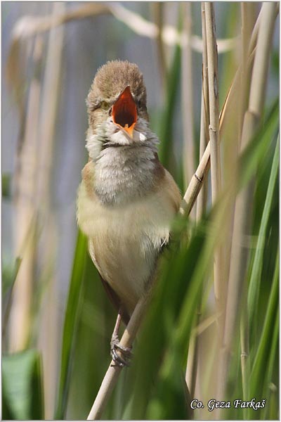 553_great_reed_warbler.jpg - Great Reed Warbler, Acrocephalus arundinaceus, Veliki trstenjak, Mesto Location, Koviljski rit Serbia