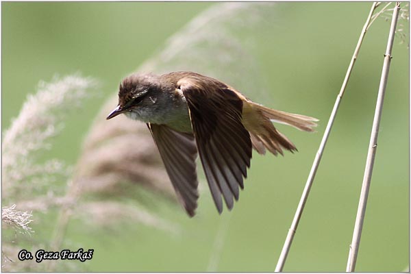 556_great_reed_warbler.jpg - Great Reed Warbler, Acrocephalus arundinaceus, Veliki trstenjak, Mesto Location, Koviljski rit Serbia
