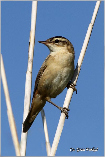 651_sedge_warbler.jpg - Sedge Warbler, Acrocephalus schoenobaenus, Trstenjak rogoar, Mesto -  Location: Slano kopovo, Serbia