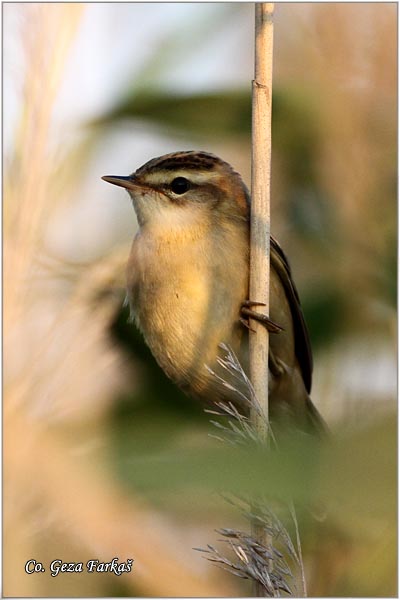 653_sedge_warbler.jpg - Sedge Warbler, Acrocephalus schoenobaenus, Trstenjak rogoar, Mesto -  Location: Slano kopovo, Serbia