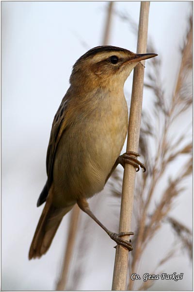 654_sedge_warbler.jpg - Sedge Warbler, Acrocephalus schoenobaenus, Trstenjak rogoar, Mesto -  Location: Slano kopovo, Serbia