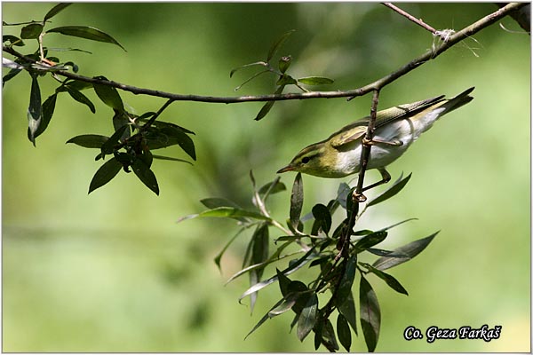 700_wood_warbler.jpg - Wood Warbler, Phylloscopus sibilatrix, Sumski zvizdak, Mesto -  Location: Futog, Vojvodina,  Serbia