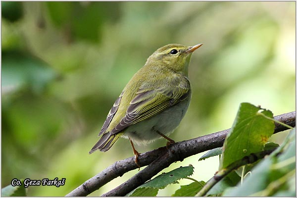 701_wood_warbler.jpg - Wood Warbler, Phylloscopus sibilatrix, umski zvidak, Mesto -  Location: Futog, Vojvodina,  Serbia