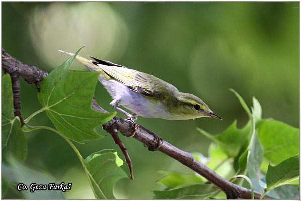 702_wood_warbler.jpg - Wood Warbler, Phylloscopus sibilatrix, umski zvidak, Mesto -  Location: Novi Sad, Vojvodina,  Serbia
