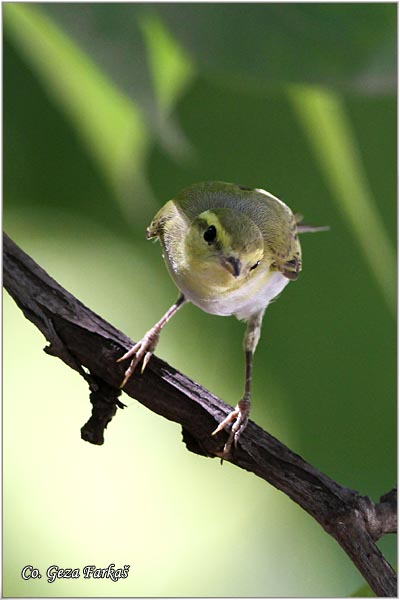 703_wood_warbler.jpg - Wood Warbler, Phylloscopus sibilatrix, umski zvidak, Mesto -  Location: Novi Sad, Vojvodina,  Serbia