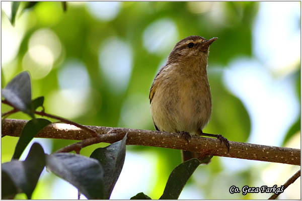 730_canary_islands_chiffchaff.jpg - Canary Islands chiffchaff, Phylloscopus canariensis  , Mesto - Location: Gran Canaria, Spain