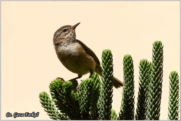 732_canary_islands_chiffchaff.jpg - Canary Islands chiffchaff, Phylloscopus canariensis  , Mesto - Location: Gran Canaria, Spain