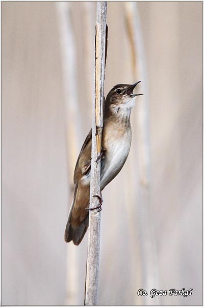 751_savis_warbler.jpg - Savi's Warbler, Locustella luscinioides, Obicni cvrcic, Mesto Location: Jegricka river, Serbia