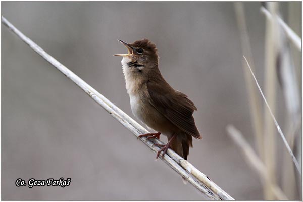 752_savis_warbler.jpg - Locustella luscinioides, Savi's Warbler, Obicni cvrcic, Mesto Location: Jegricka river, Serbia