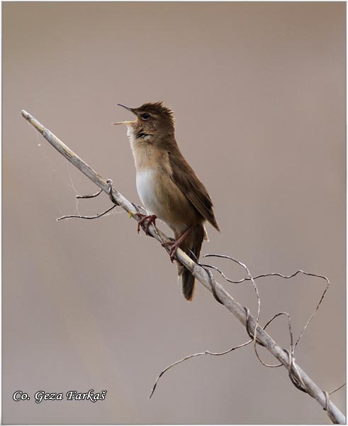 753_savis_warbler.jpg - Savi's Warbler, Locustella luscinioides, Obicni cvrcic, Mesto Location: Jegricka river, Serbia