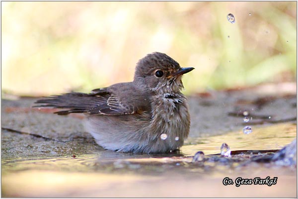 820_spotted_flycatcher.jpg - Spotted Flycatcher, Muscicapa striata, Siva muharica,  Mesto - Location: Skiathos, Greece