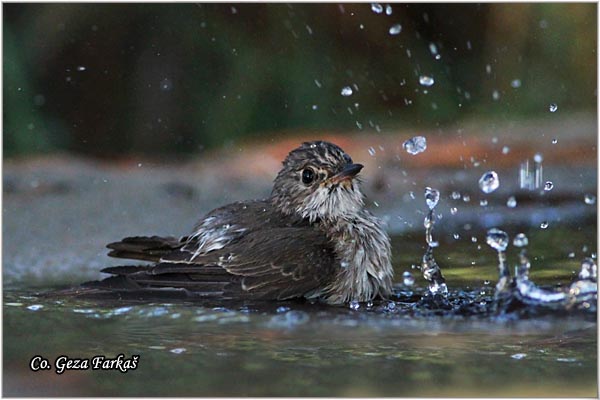 821_spotted_flycatcher.jpg - Spotted Flycatcher, Muscicapa striata, Siva muharica,  Mesto - Location: Skiathos, Greece