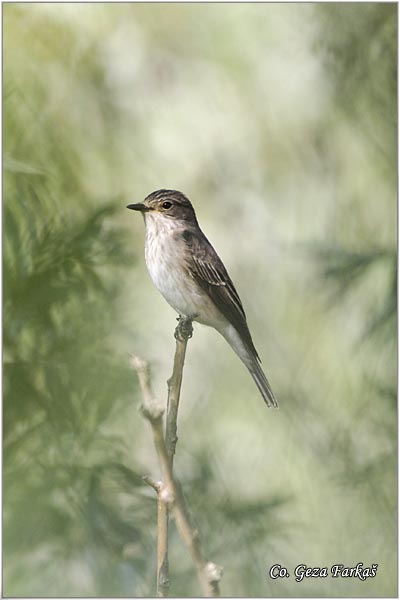 822_spotted_flycatcher.jpg - Spotted Flycatcher, Muscicapa striata, Siva muharica,  Mesto - Location: Futog, Serbia