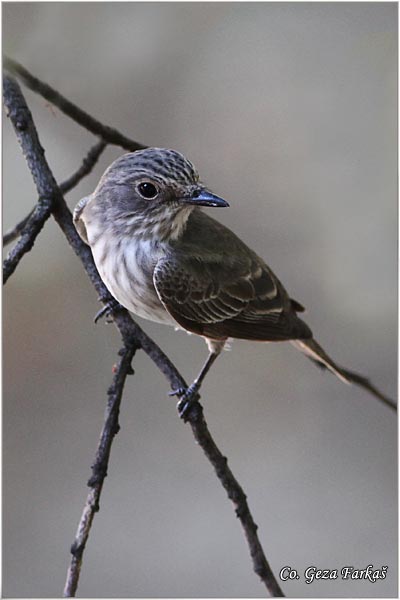 825_spotted_flycatcher.jpg - Spotted Flycatcher, Muscicapa striata, Siva muharica,  Mesto - Location: Novi Sad, Serbia