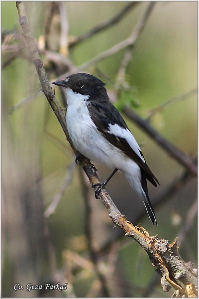 880_collared_flycatcher.jpg - Collared Flycatcher, Fiscedula albicollis,Belovrata arena muharica, Mesto Location, Jegricka river Serbia