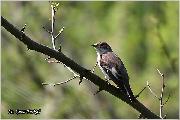 881_collared_flycatcher.jpg - Collared Flycatcher, Fiscedula albicollis,Belovrata arena muharica, Mesto Location, Jegricka river Serbia