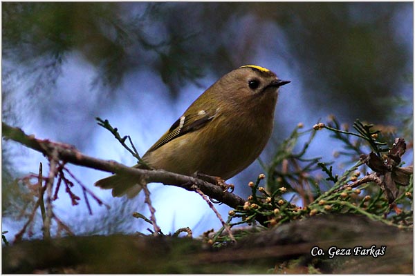 900_goldcrest.jpg - Goldcrest, Regulus regulus, Kraljic, Mesto - Location: Novi Sad Serbia