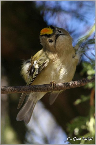 901_goldcrest.jpg - Goldcrest, Regulus regulus, Kraljic, Mesto - Location: Novi Sad Serbia