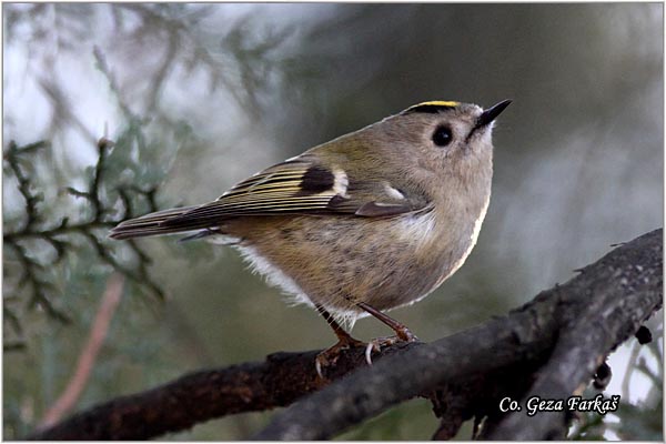 902_goldcrest.jpg - Goldcrest, Regulus regulus, Kraljic, Mesto - Location: Novi Sad Serbia