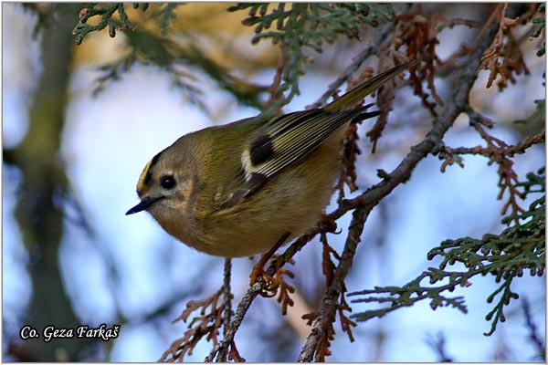 903_goldcrest.jpg - Goldcrest, Regulus regulus, Kraljic, Mesto - Location: Novi Sad Serbia