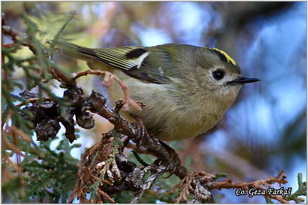 904_goldcrest.jpg - Goldcrest, Regulus regulus, Kraljic, Mesto - Location: Novi Sad Serbia