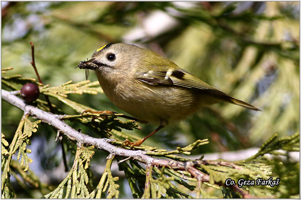 905_goldcrest.jpg - Goldcrest, Regulus regulus, Kraljiæ, Mesto - Location: Novi Sad Serbia