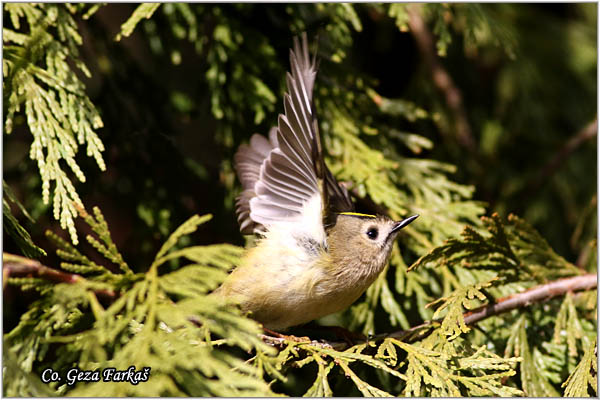 906_goldcrest.jpg - Goldcrest, Regulus regulus, Kraljiæ, Mesto - Location: Novi Sad Serbia