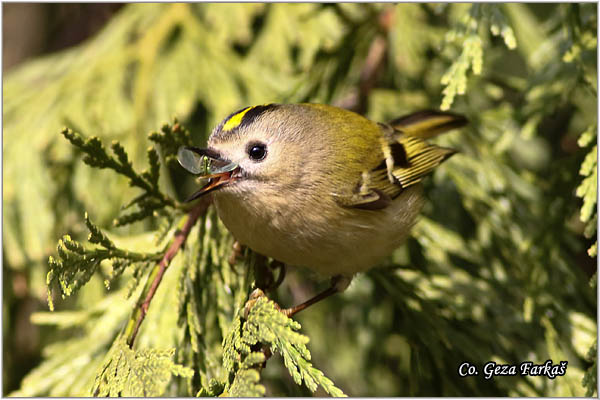 907_goldcrest.jpg - Goldcrest, Regulus regulus, Kraljiæ, Mesto - Location: Novi Sad Serbia