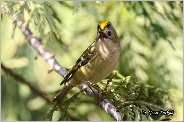 908_goldcrest.jpg - Goldcrest, Regulus regulus, Kraljiæ, Mesto - Location: Novi Sad Serbia