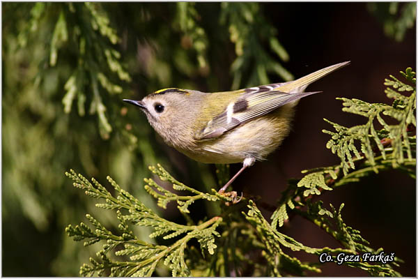 909_goldcrest.jpg - Goldcrest, Regulus regulus, Kraljiæ, Mesto - Location: Novi Sad Serbia