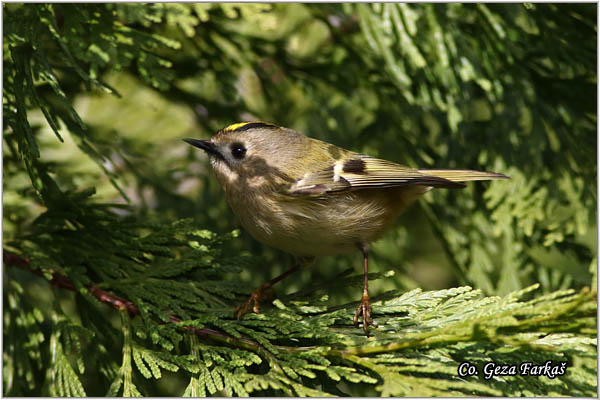 910_goldcrest.jpg - Goldcrest, Regulus regulus, Kraljiæ, Mesto - Location: Novi Sad Serbia