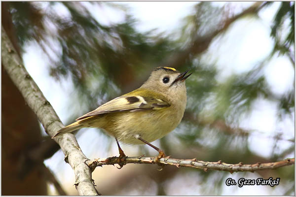 911_goldcrest.jpg - Goldcrest, Regulus regulus, Kraljiæ, Mesto - Location: Novi Sad Serbia