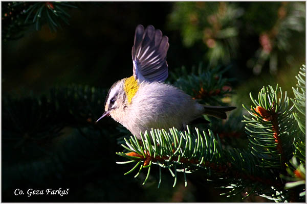 950_common_firecrest.jpg - Common firecrest , Regulus ignicapillus, Vatroglavi kraljiæ   Mesto - Location:   Kopaonik, Serbia