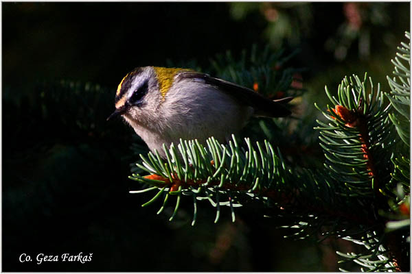 951_common_firecrest.jpg - Common firecrest , Regulus ignicapillus, Vatroglavi kraljiæ   Mesto - Location:   Kopaonik, Serbia