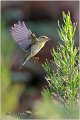 013_willow_warbler