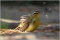 015_willow_warbler