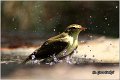 016_willow_warbler