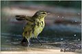 020_willow_warbler