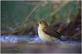 022_willow_warbler