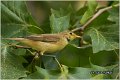 202_icterine_warbler