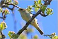 255_chiffchaff