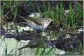 300_western_bonellis_warbler