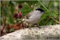 350_blackcap