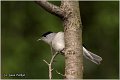 351_blackcap