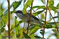 380_lesser_whitethroat