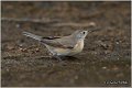 400_common_whitethroat