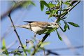 401_common_whitethroat