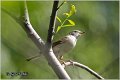 403_common_whitethroat