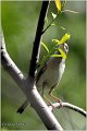 405_common_whitethroat